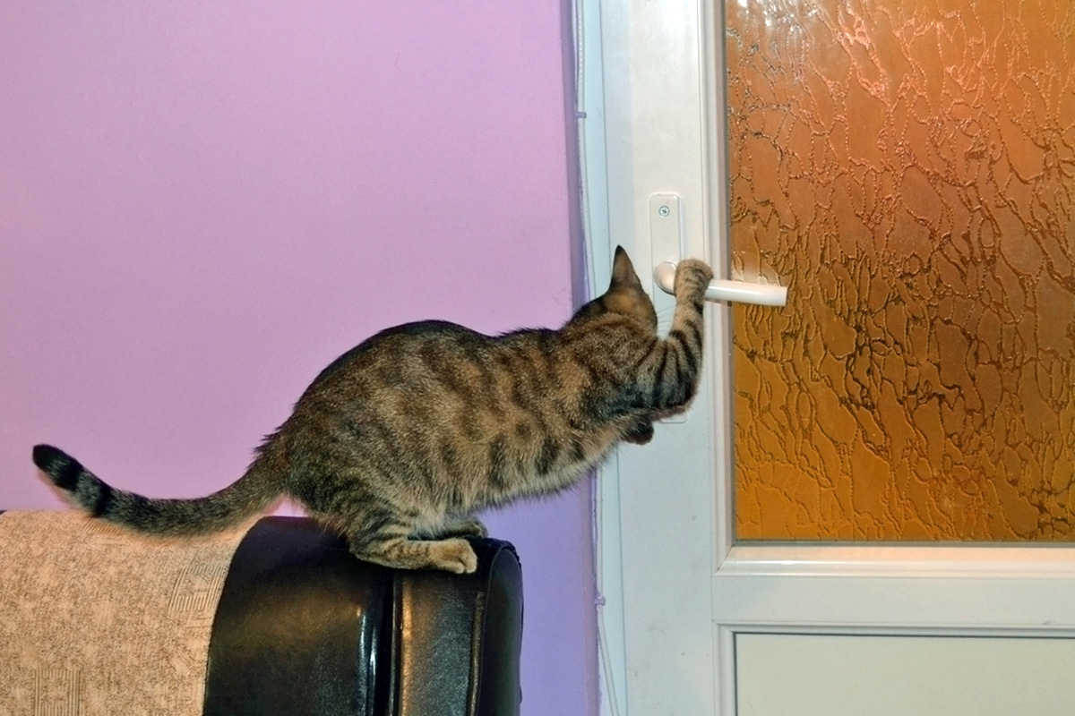 A cat turns a doorknob in front of a purple wall.