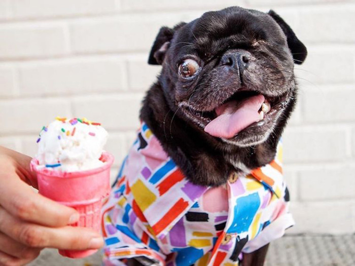 pug looking at ice cream