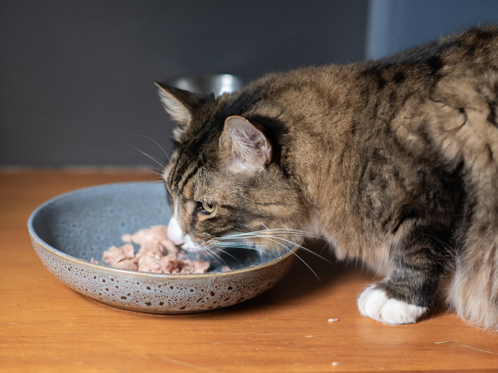 Cat eating tuna out of a bowl on the floor