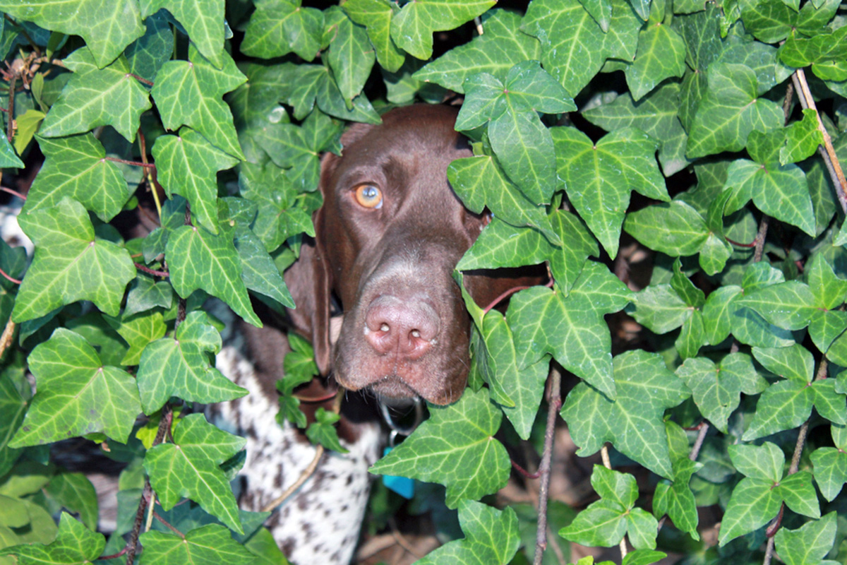 Dog in bushes