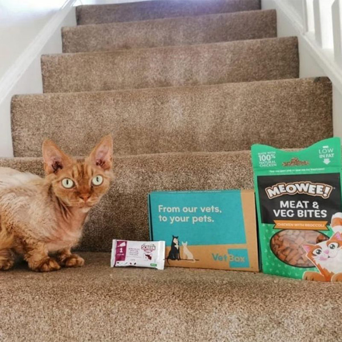 orange cat on carpeted stairs