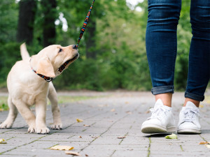 Golden retriever puppy chewing and pulling on lead as pet parent tries to walk them