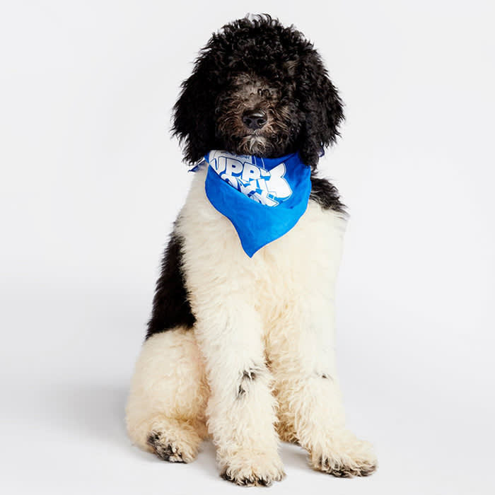 a large black and white Poodle