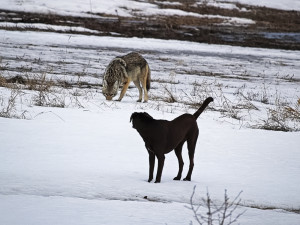 A dog and a coyote in the snow. 