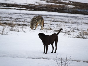 A dog and a coyote in the snow.