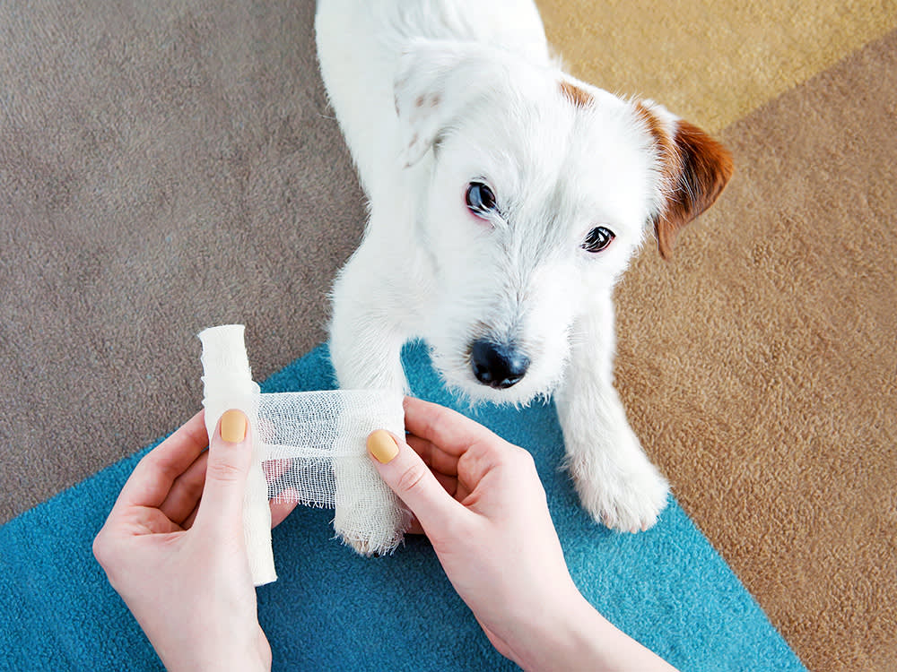 A little white dog gets their leg bandaged up