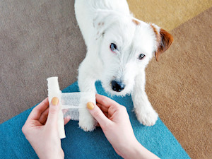 A little white dog gets their leg bandaged up