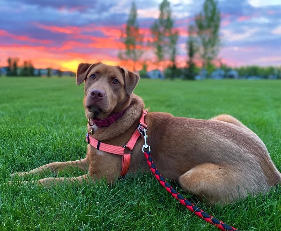 paulina alexis's dog