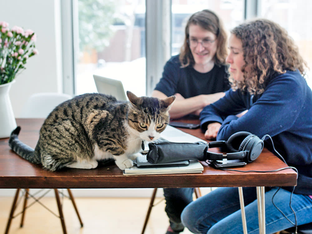 Couple ignoring their cat at home.