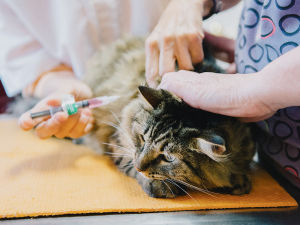 cat getting a vaccine at the vet