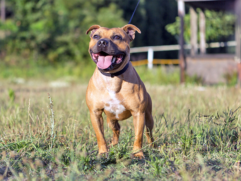 Staffordshire Bull Terrier