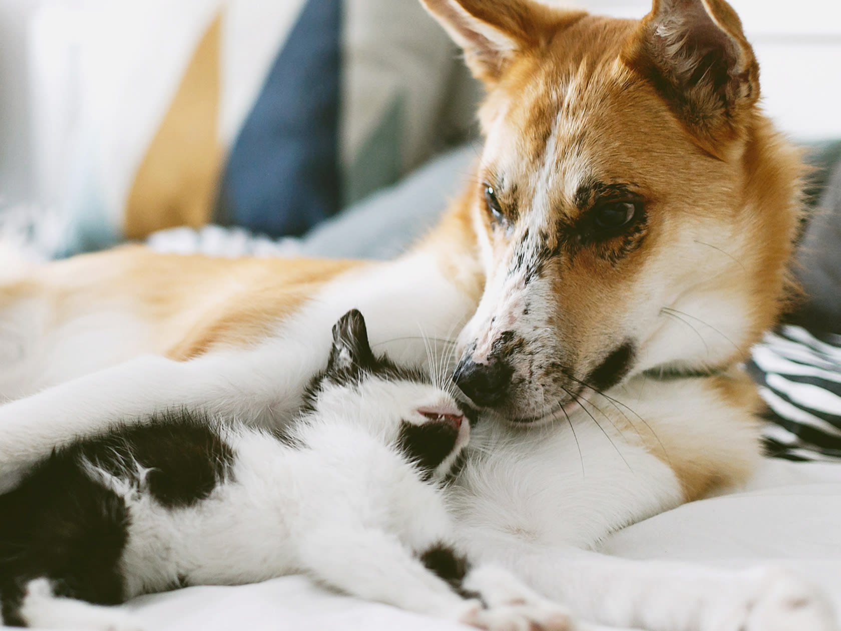 dog and cat snuggling together