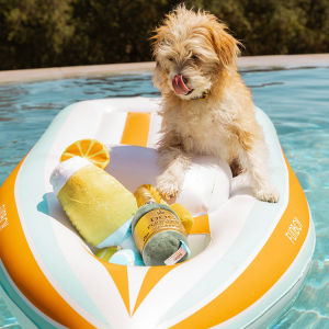 Dog at a pool sitting on an inflatable pool floaty. 