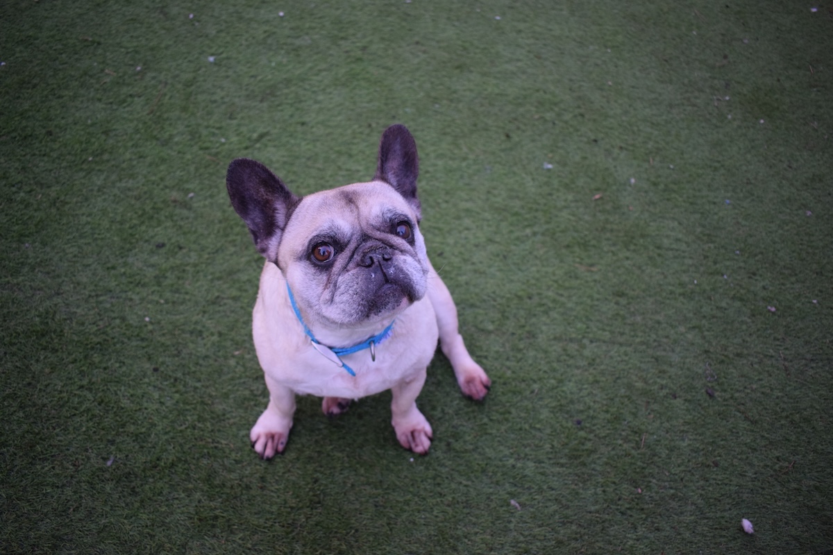 a picture of a french bulldog looking up at the camera