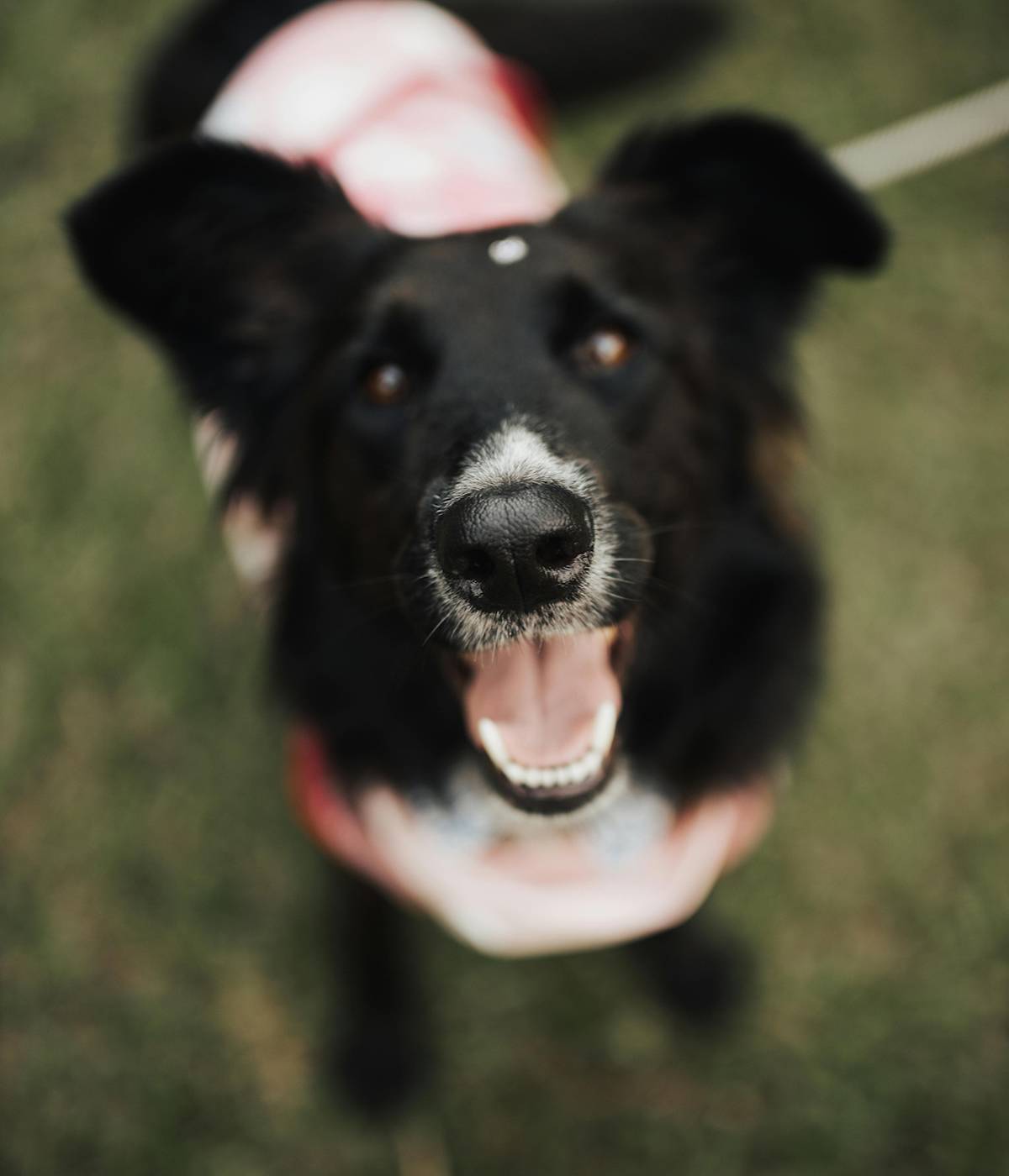 dog wearing a coat and looking up at the camera