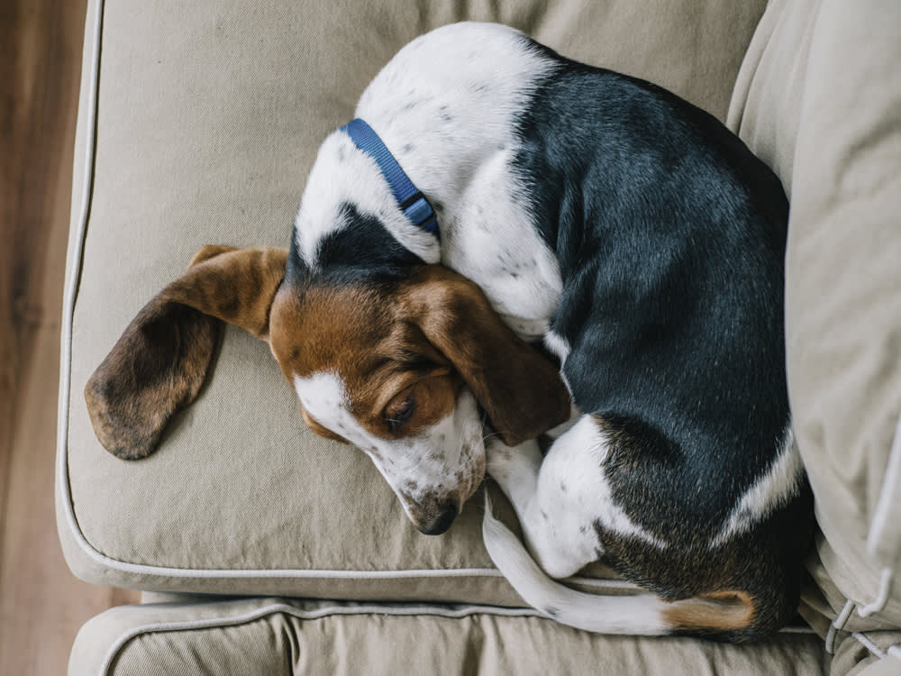 A cute Basset Hound Puppy curled up on the couch 