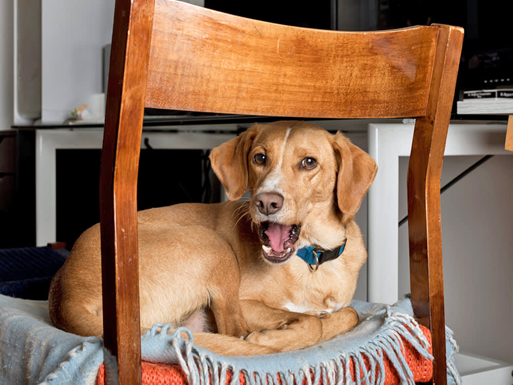 Dog coughing white sitting in a chair at home.