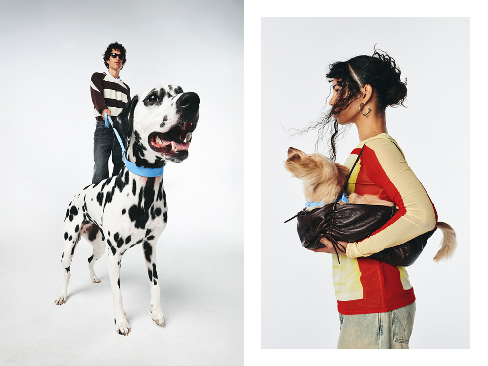 a large black and white dog with a blue collar, a person holding a small dog in a bag 