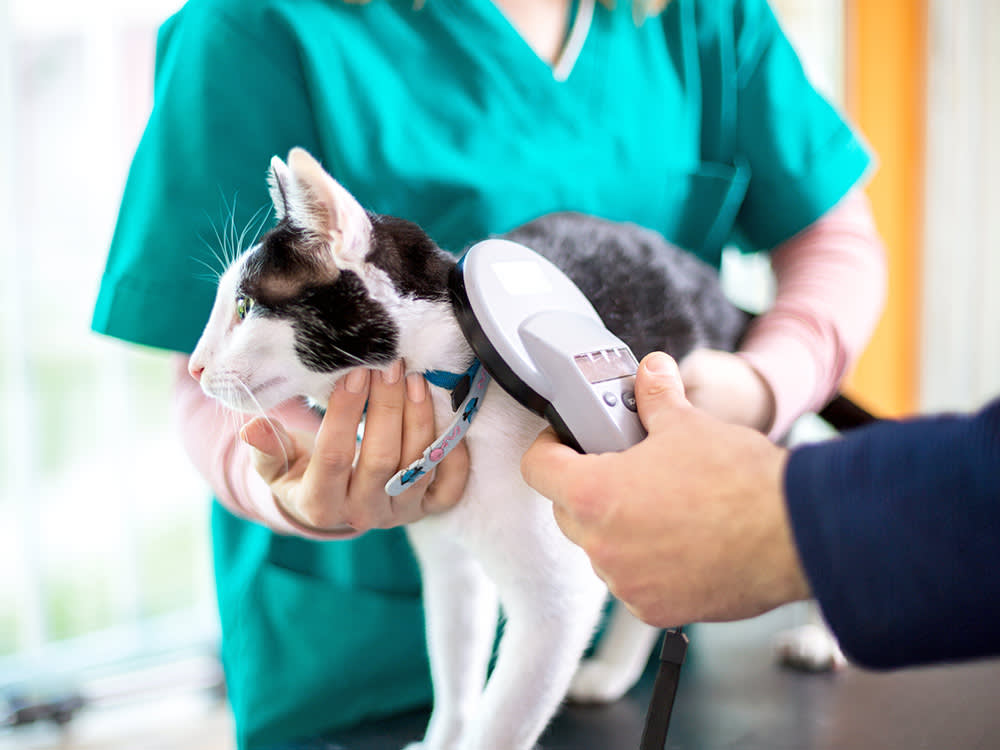 Cat checked for a microchip UK