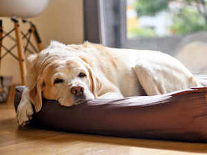 Elderly dog laying down in bed at home.
