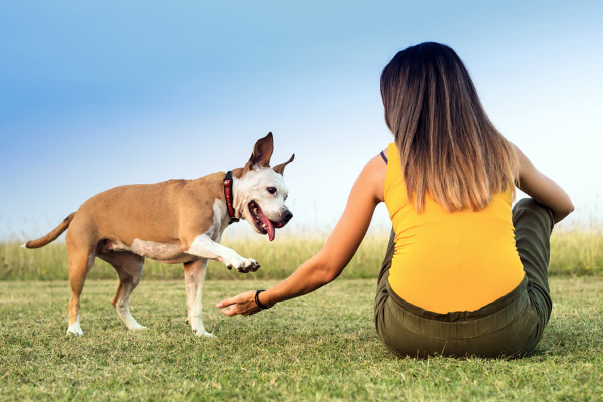 pet parent in yellow shirt puts her hand out to dog