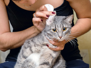 Woman cleaning cat's ear at home.