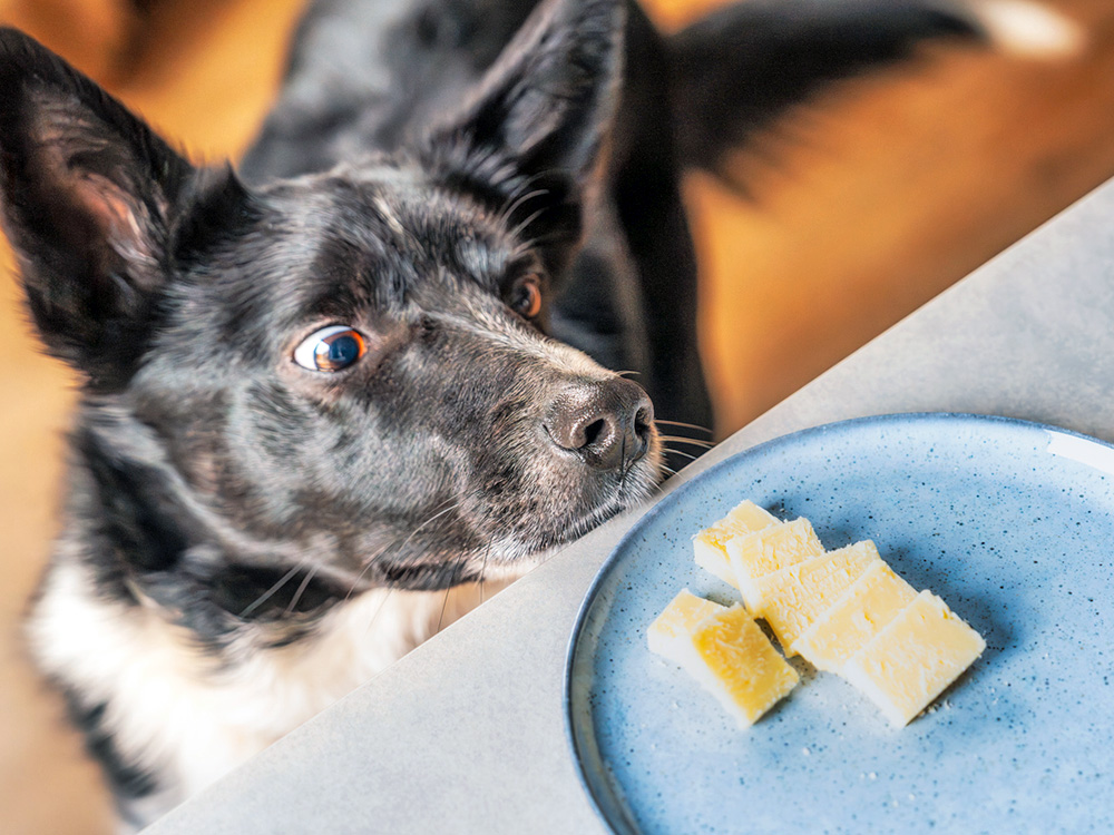 Dog staring at cheese on a plate at home.