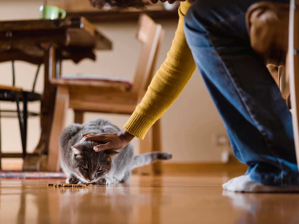 A woman in a yellow sweater and jeans sitting and petting the head of her gray cat eating dry food from the floor in her kitchen