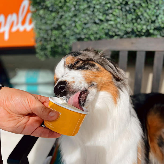 australian shepherd licking ice cream out of cup