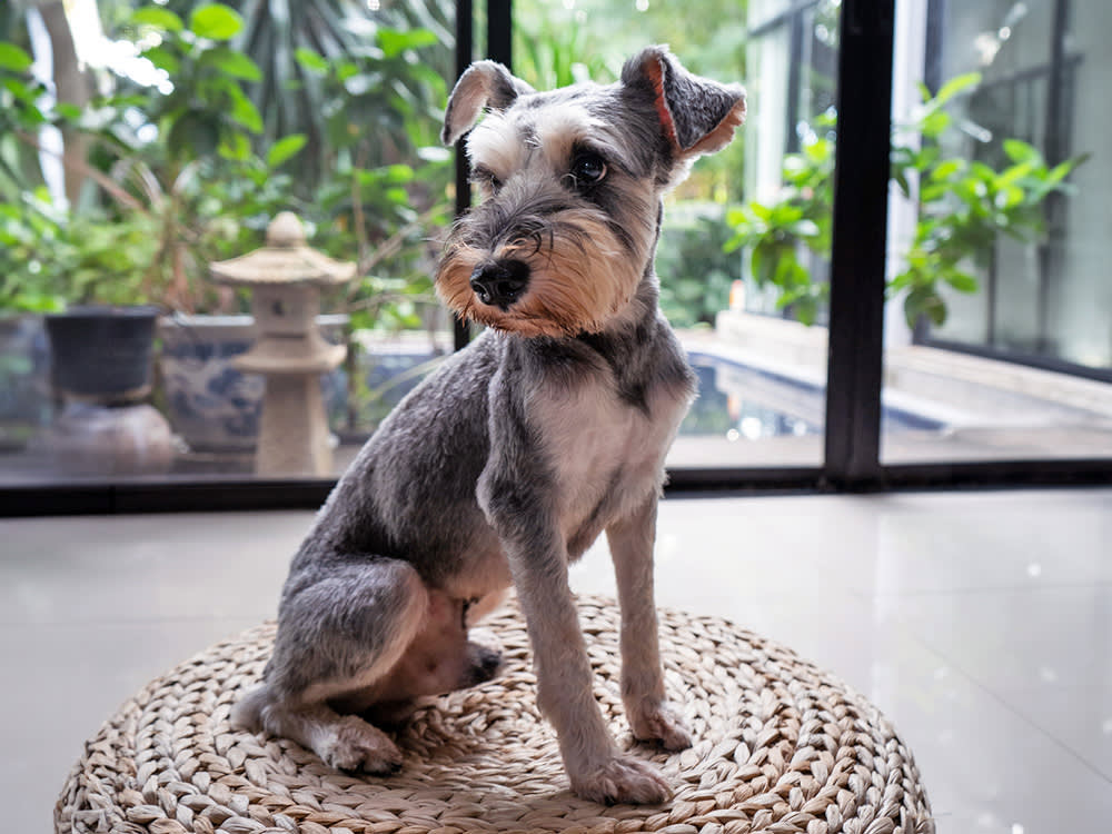 Schnauzer