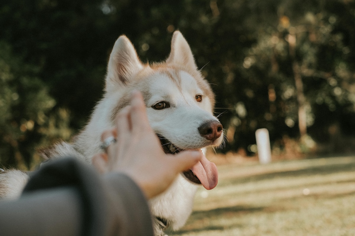 a hand reaching out for a husky dog