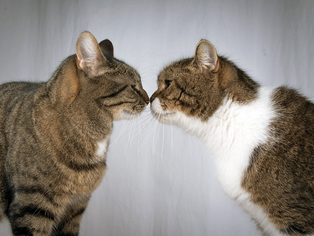two cats pressing their faces together
