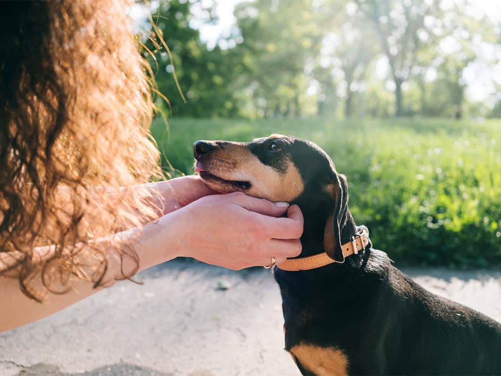 Hands of an unrecognizable woman are petting small Dachshund dog in the park.
