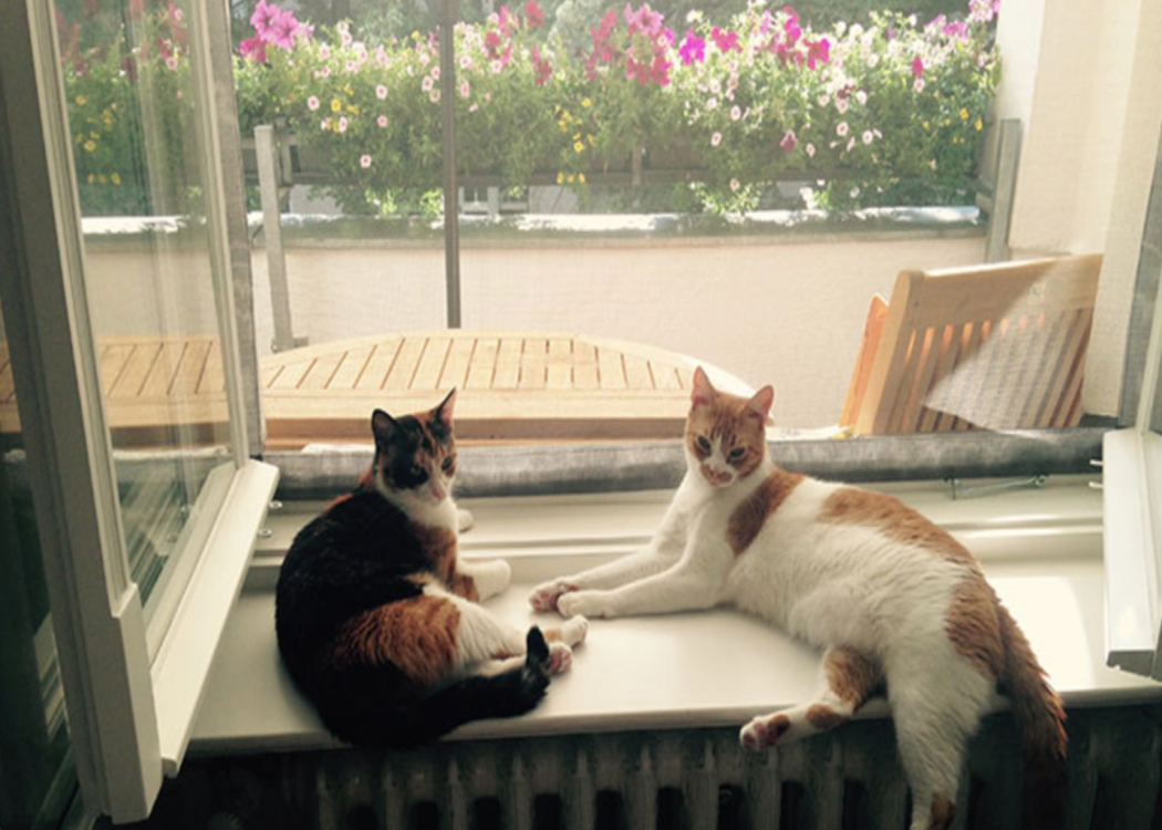 Two cats sitting on a windowsill in front of a mesh screen that covers the window.