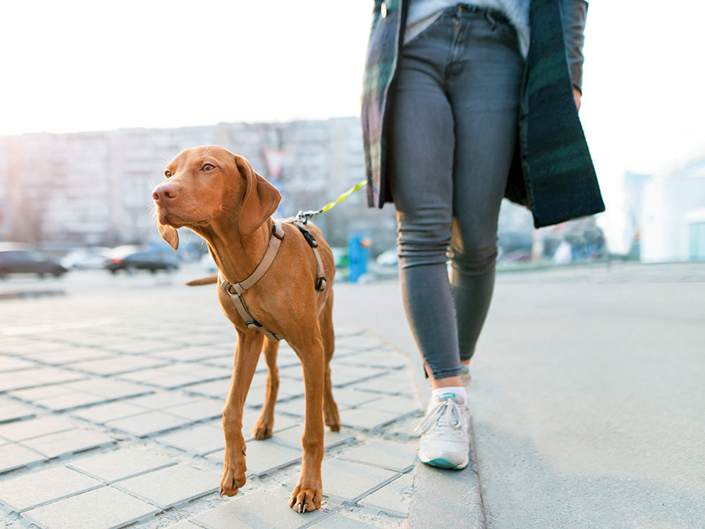 Woman walking her dog outside.