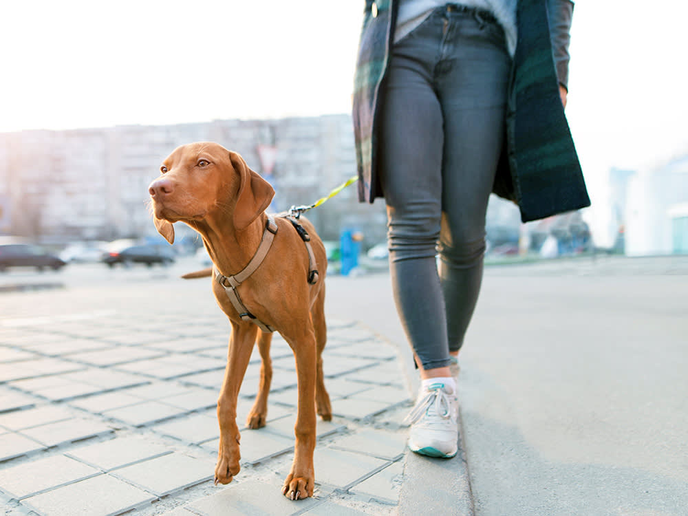 Woman walking her dog outside.