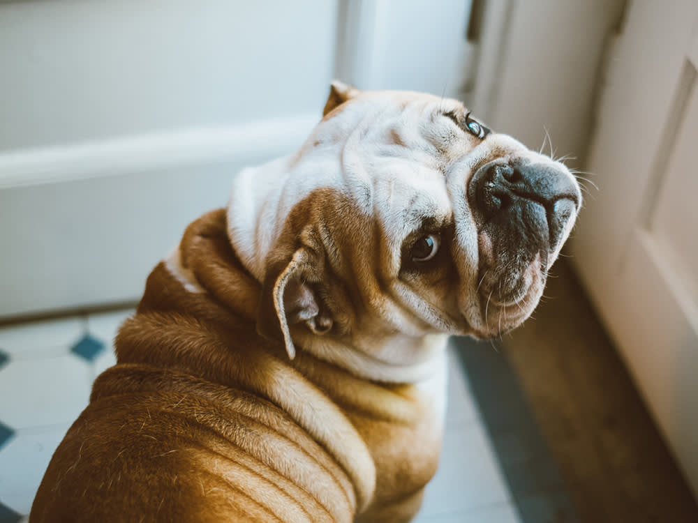 english Bulldog looking back at camera