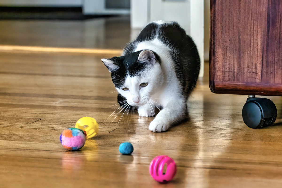 cat looking at toys