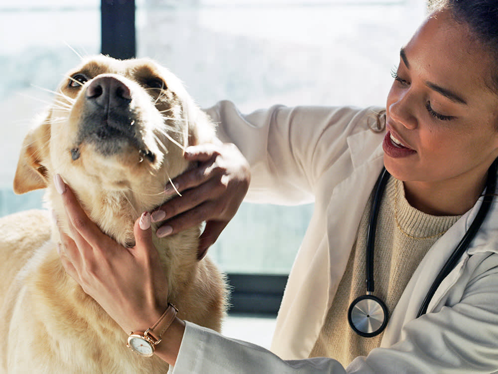 Dog at the vet.