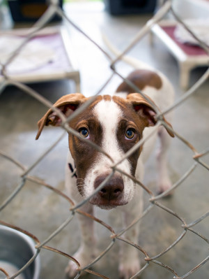 A Shelter Dog at an Adoption Shelter is Looking Sad Through a Fence.