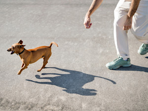 Man chasing his small brown dog on the beach.