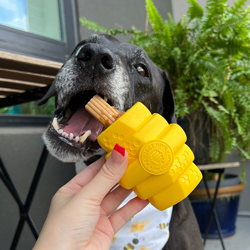 project hive dog toy