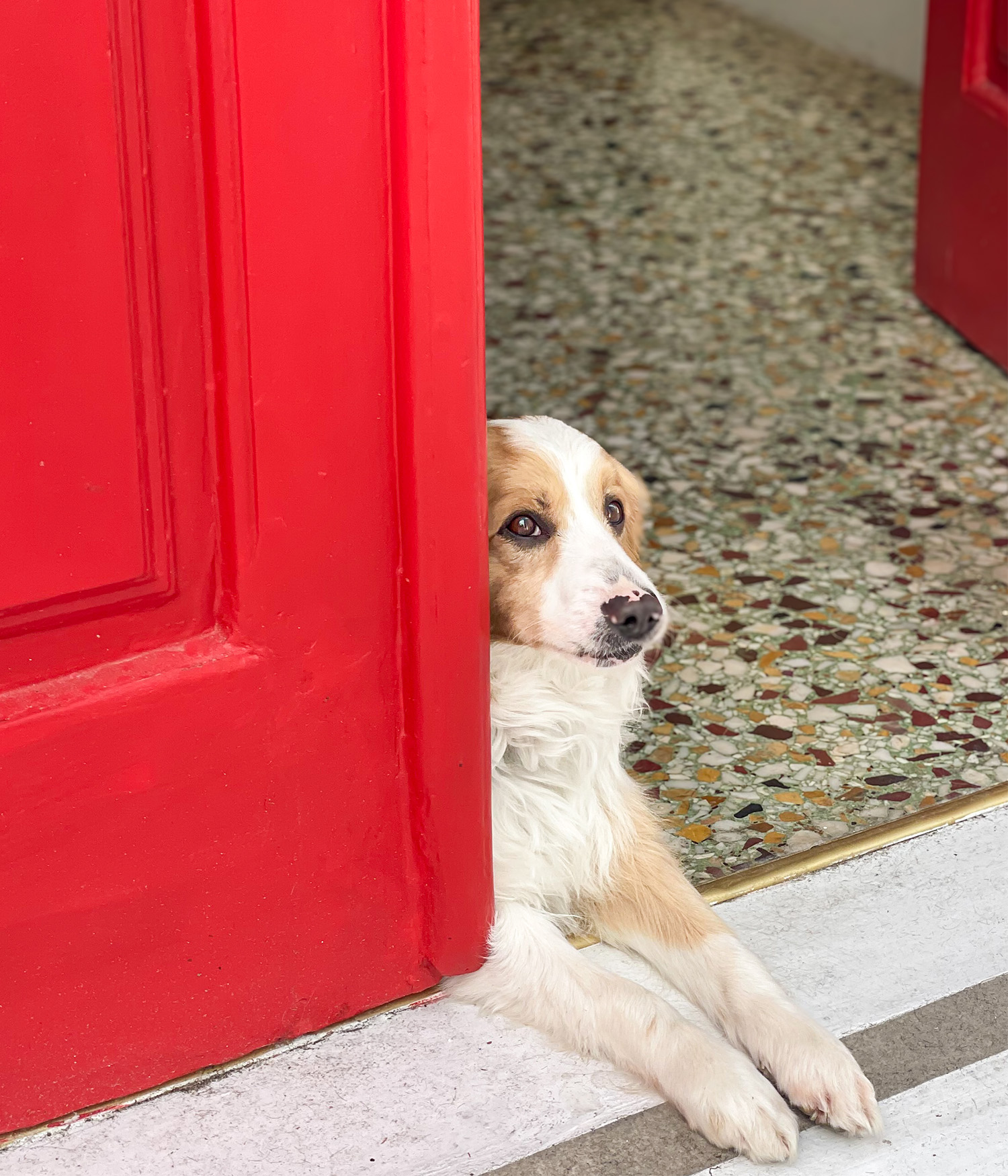 A curious mixed breed dog peeks from behind a bold red door onto a terrazzo-tiled threshold, its front paws resting on a clean white step.

