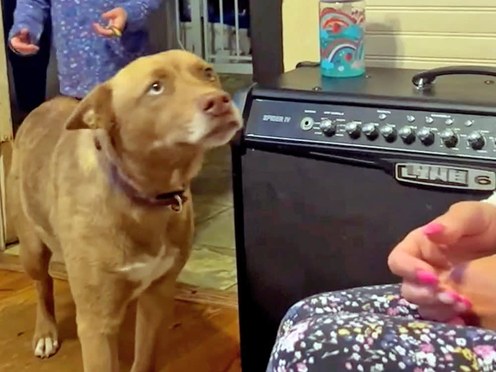 A dog that survived for five months lost in the wilderness of Greenville County, South Carolina was captured having a very special reunion with her owner in a sweet video.