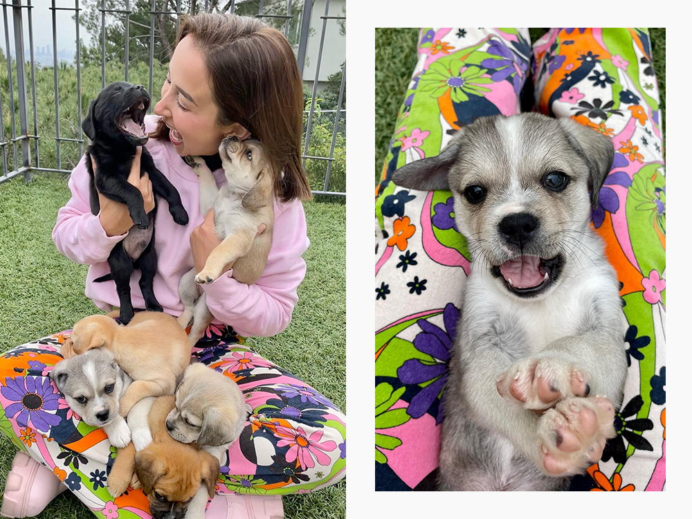 victoria shaffer and puppies