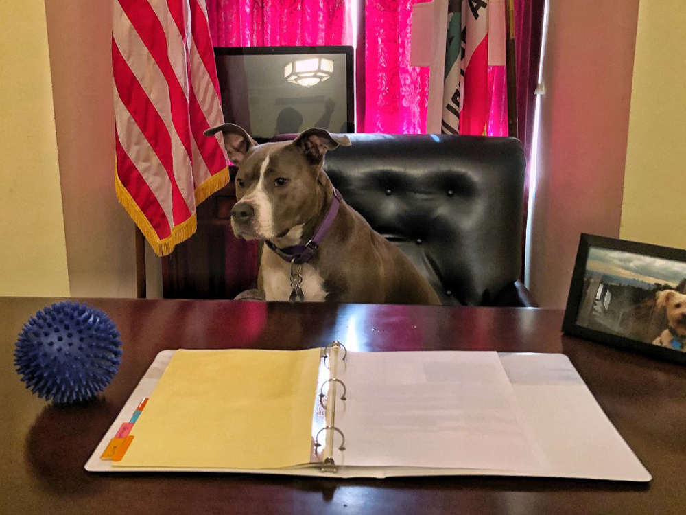 mia dog in white house