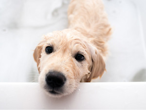 Golden Retriever getting a bath at home.