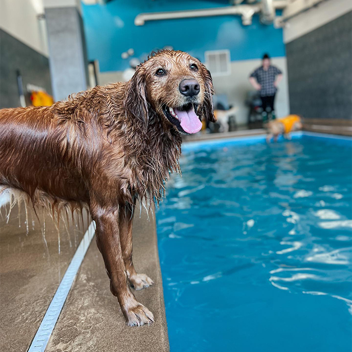 a wet dog by the pool