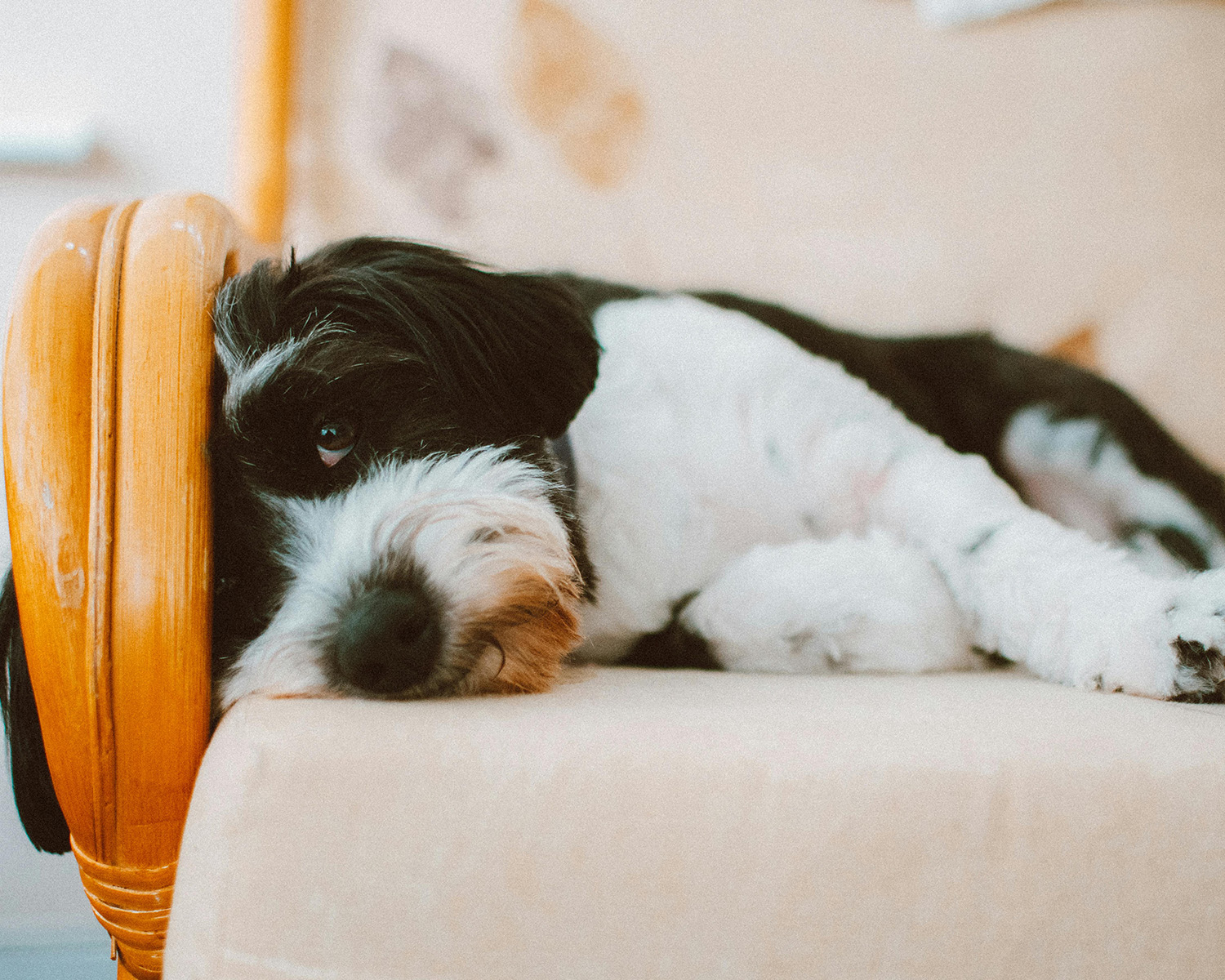 black and white dog lying on sofa
