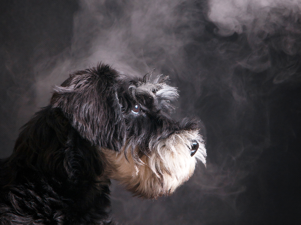 are cigarettes bad for dogs
